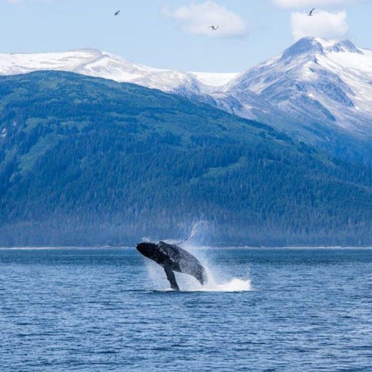 Regent Seven Seas Cruises Alaska Whales Experience