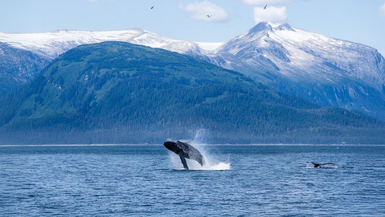 Regent Seven Seas Cruises Alaska Whales Experience