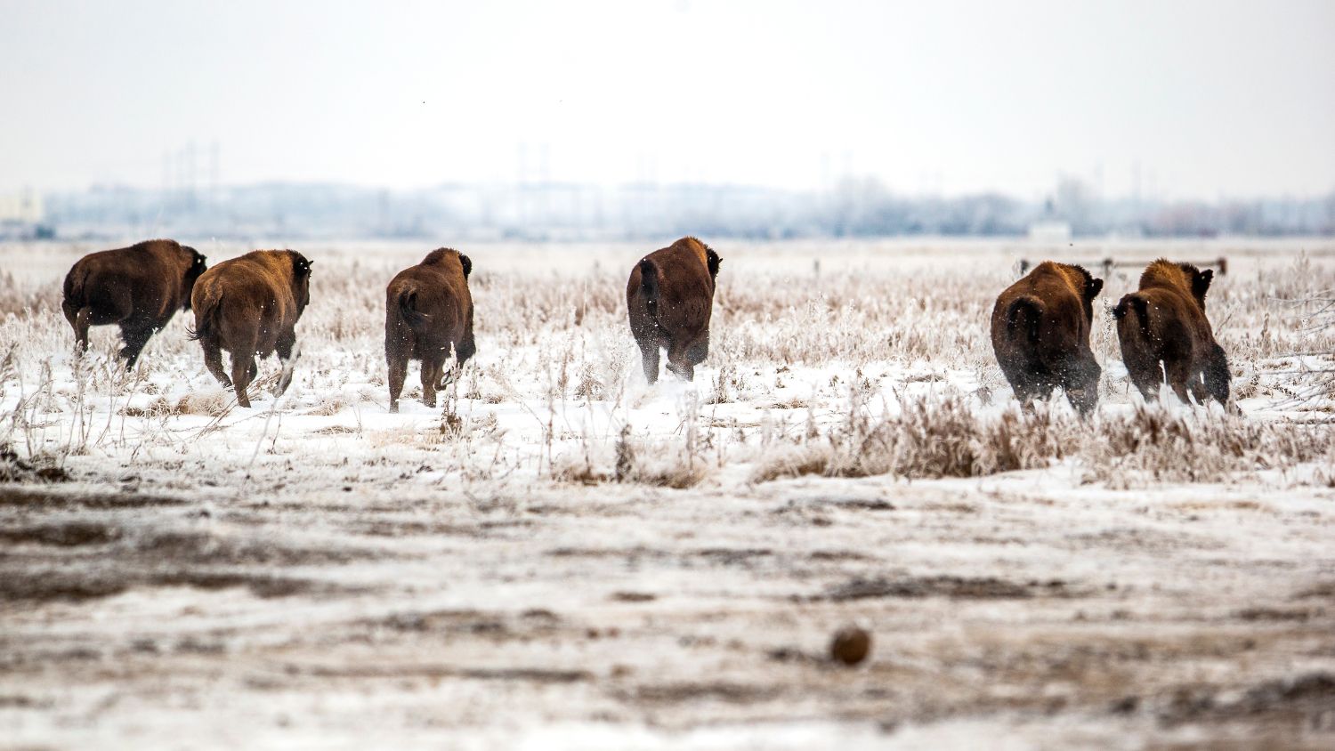 Bison arrive at Wanuskewin. The herd is restoring native grasslands and, remarkably, uncovered ancient petroglyphs that may help secure UNESCO status. | Photo courtesy Wanuskewin